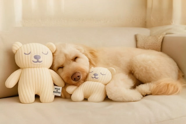 Dog relaxing with Calm Critter plush, soft natural daylight